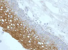 Anti-NLRP3 antibody [nalpy3-b] used in IHC (Frozen sections) (IHC-Fr). GTX17267
