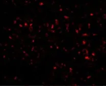 Anti-Orai1 antibody [6D11A11] used in IHC (Paraffin sections) (IHC-P). GTX17289
