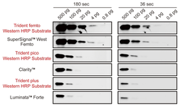 Trident pico Western HRP Substrate. GTX17435