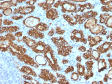 Anti-TPO antibody [TPO/1922] used in IHC (Paraffin sections) (IHC-P). GTX17821