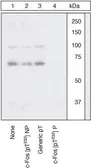 Anti-c-Fos (phospho Thr232) antibody used in Western Blot (WB). GTX17933