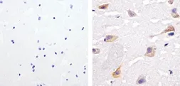 Anti-SHP2 (phospho Tyr542) antibody used in IHC (Paraffin sections) (IHC-P). GTX17939