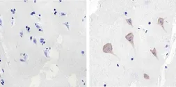 Anti-Src antibody [184Q20] used in IHC (Paraffin sections) (IHC-P). GTX19336