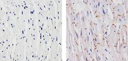 Anti-N-Cadherin antibody [8C11] used in IHC (Paraffin sections) (IHC-P). GTX19348