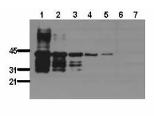 Anti-GST tag antibody [BDI340] used in Western Blot (WB). GTX19585
