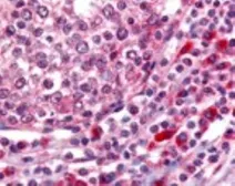 Anti-Ogg1 antibody used in IHC (Paraffin sections) (IHC-P). GTX20204