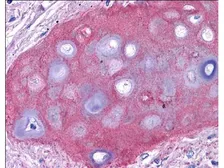 Anti-Collagen II antibody used in IHC (Paraffin sections) (IHC-P). GTX20300
