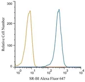 Anti-SR-BI antibody used in Flow cytometry (FCM). GTX20396