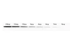 Anti-GFP antibody [9F9.F9] used in Western Blot (WB). GTX21218