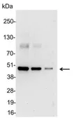 Anti-T7 tag antibody (HRP) used in Western Blot (WB). GTX21271