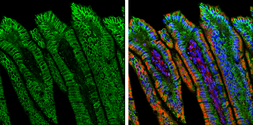 Goat Anti-Rabbit IgG antibody (DyLight488). GTX213110-04