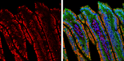 Goat Anti-Mouse IgG antibody (DyLight594). GTX213111-05