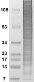 HeLa cell lysate, Nuclear Fraction. GTX21405