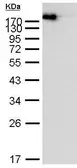 EasyBlot anti Mouse IgG (HRP). GTX221667-01
