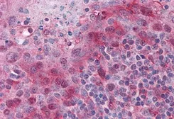 Anti-TMS1 antibody, C-term used in IHC (Paraffin sections) (IHC-P). GTX22236