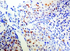 Anti-ERCC1 antibody [8F1] used in IHC (Paraffin sections) (IHC-P). GTX22356