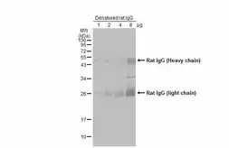 Rabbit Anti-Rat IgG antibody (HRP). GTX224125-01