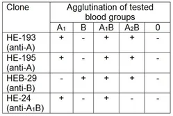 Anti-Blood Group A antigen antibody [HE-193] used in Agglutination (Agglutination). GTX22521