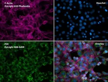 Anti-PDI antibody [RL90] used in Immunocytochemistry/ Immunofluorescence (ICC/IF). GTX22792