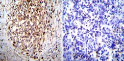 Anti-Hydrogen Potassium ATPase Beta antibody [2G11] used in IHC (Paraffin sections) (IHC-P). GTX22866