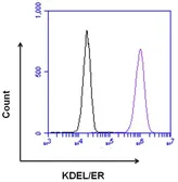 Anti-KDEL antibody used in Flow cytometry (FCM). GTX22898