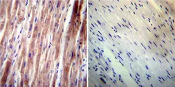 Anti-VAMP4 antibody used in IHC (Paraffin sections) (IHC-P). GTX23348