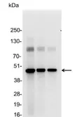 Anti-AU1 tag antibody used in Western Blot (WB). GTX23401