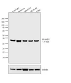 Anti-SCAMP2 antibody used in Western Blot (WB). GTX23431