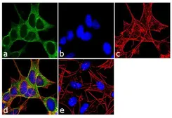 Anti-Dynamin 3 antibody used in Immunocytochemistry/ Immunofluorescence (ICC/IF). GTX23458