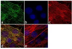 Anti-Myosin VIIa antibody used in Immunocytochemistry/ Immunofluorescence (ICC/IF). GTX23481