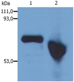 Anti-Alpha fetoprotein / AFP antibody [AFP-01] used in Western Blot (WB). GTX23980