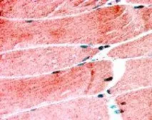 Anti-MURF1 antibody used in IHC (Paraffin sections) (IHC-P). GTX24125