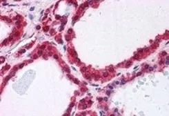Anti-Park7 / DJ-1 antibody used in IHC (Paraffin sections) (IHC-P). GTX24150