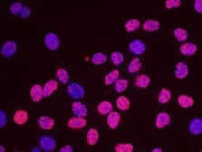 Anti-MCM2 antibody used in Proximity ligation assay (PLA). GTX24461