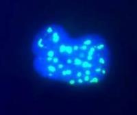 Anti-Fibrillarin antibody [38F3] used in Immunocytochemistry/ Immunofluorescence (ICC/IF). GTX24566