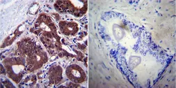 Anti-Hsp70 antibody [2A4] used in IHC (Paraffin sections) (IHC-P). GTX25442