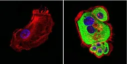 Anti-HSP60 antibody [2E1/53] used in Immunocytochemistry/ Immunofluorescence (ICC/IF). GTX25479