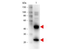 Goat Anti-Armenian Hamster IgG antibody (Biotin). GTX25744