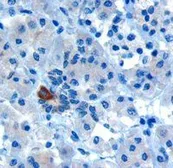 Anti-PARD6A antibody, C-term used in IHC (Paraffin sections) (IHC-P). GTX26022