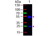Goat Anti-Rat IgG antibody, F(ab')2 fragment, pre-adsorbed (FITC). GTX26115