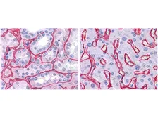 Anti-Collagen IV antibody used in IHC (Paraffin sections) (IHC-P). GTX26586