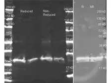 Anti-GST tag antibody used in Western Blot (WB). GTX26633