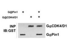 Anti-GST tag antibody used in Immunoprecipitation (IP). GTX26633