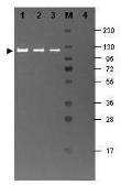 Anti-beta Galactosidase antibody (FITC) used in Western Blot (WB). GTX26641