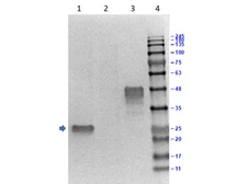 Anti-GST tag antibody (HRP) used in Western Blot (WB). GTX26642