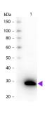 Anti-GFP antibody (Biotin) used in Western Blot (WB). GTX26658