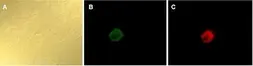Anti-GFP antibody (TxRd) used in Western Blot (WB). GTX26660
