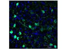 Anti-GFP antibody (FITC) used in IHC (Frozen sections) (IHC-Fr). GTX26662