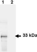 Anti-GFP antibody used in Western Blot (WB). GTX26673