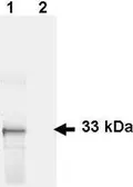 Anti-GFP antibody used in Western Blot (WB). GTX26673
